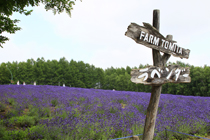 ファーム富田　中富良野町
