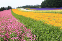 ファーム富田　中富良野町