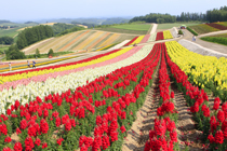 ファーム富田　中富良野町