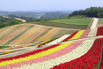ファーム富田　中富良野町