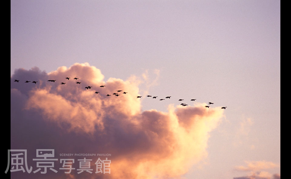 美唄町｜宮島沼　夕景　マガン