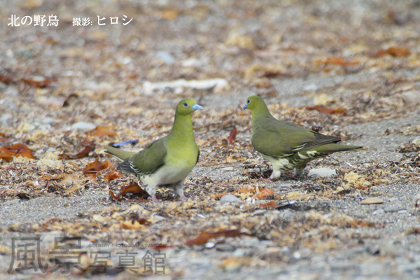 アオバト