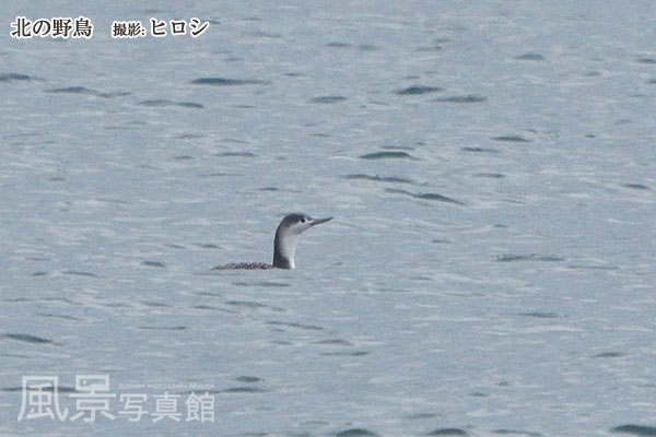 アビ