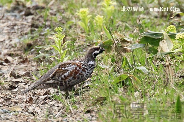エゾライチョウ エゾライチョウ