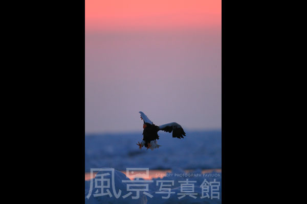 オオワシ オオワシ