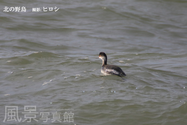 ハジロカイツブリ