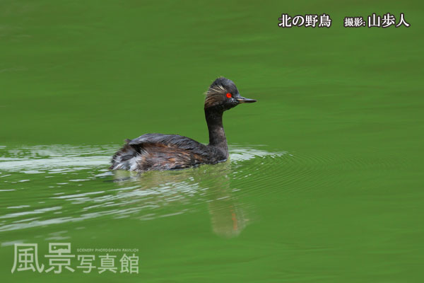 ハジロカイツブリ