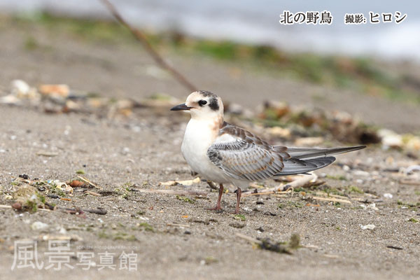 ハジロクロハラアジサシ