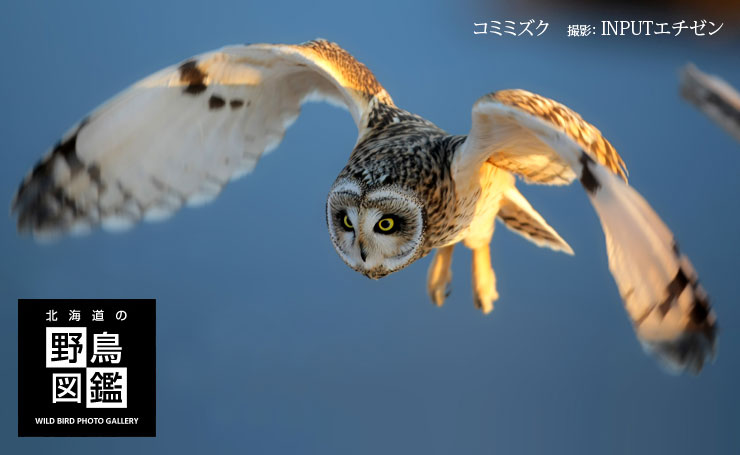 北海道の野鳥図鑑