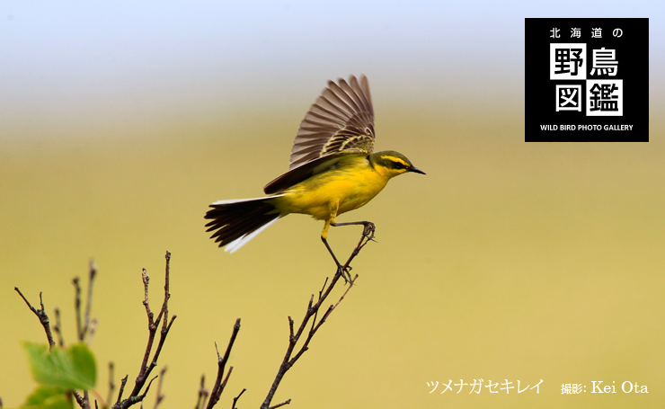 北海道の野鳥図鑑