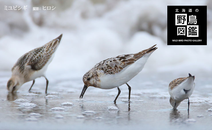 北海道の野鳥図鑑