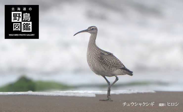 北海道の野鳥図鑑