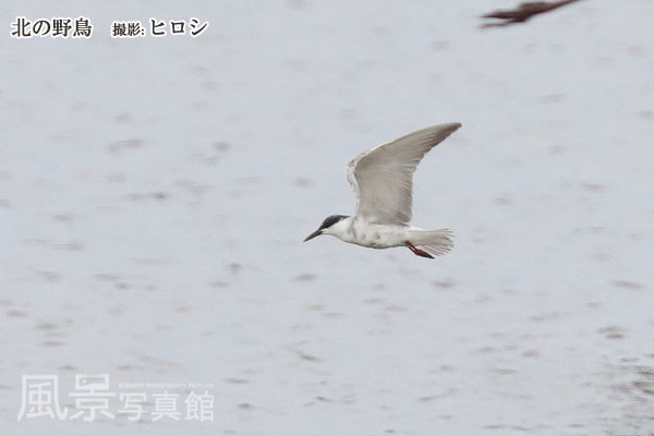 クロハラアジサシ