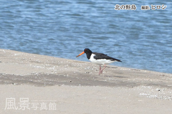 ミヤコドリ