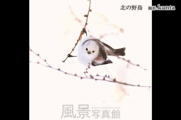 シマエナガ